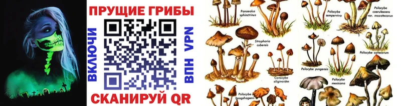 купить наркотики цена  Новокубанск  Псилоцибиновые грибы Magic Shrooms 