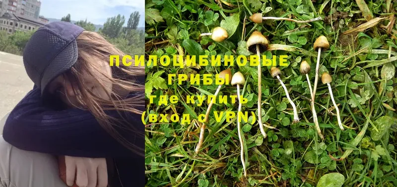 как найти наркотики  Новокубанск  Псилоцибиновые грибы MAGIC MUSHROOMS 